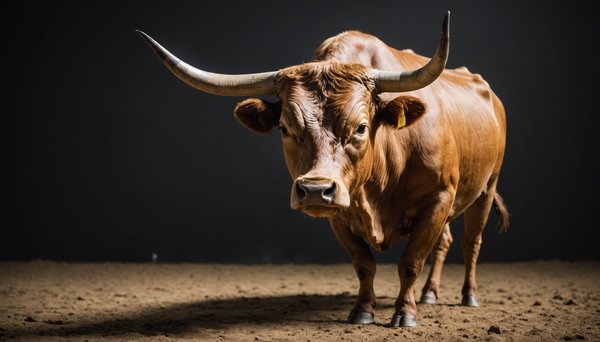 Opportunités d'investissement après la fin du bull run 2024